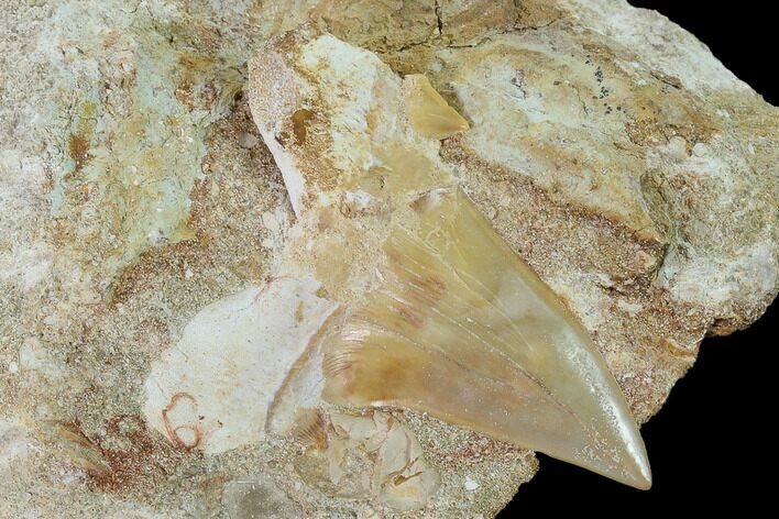 Otodus Shark Tooth Fossil in Rock - Eocene #135837